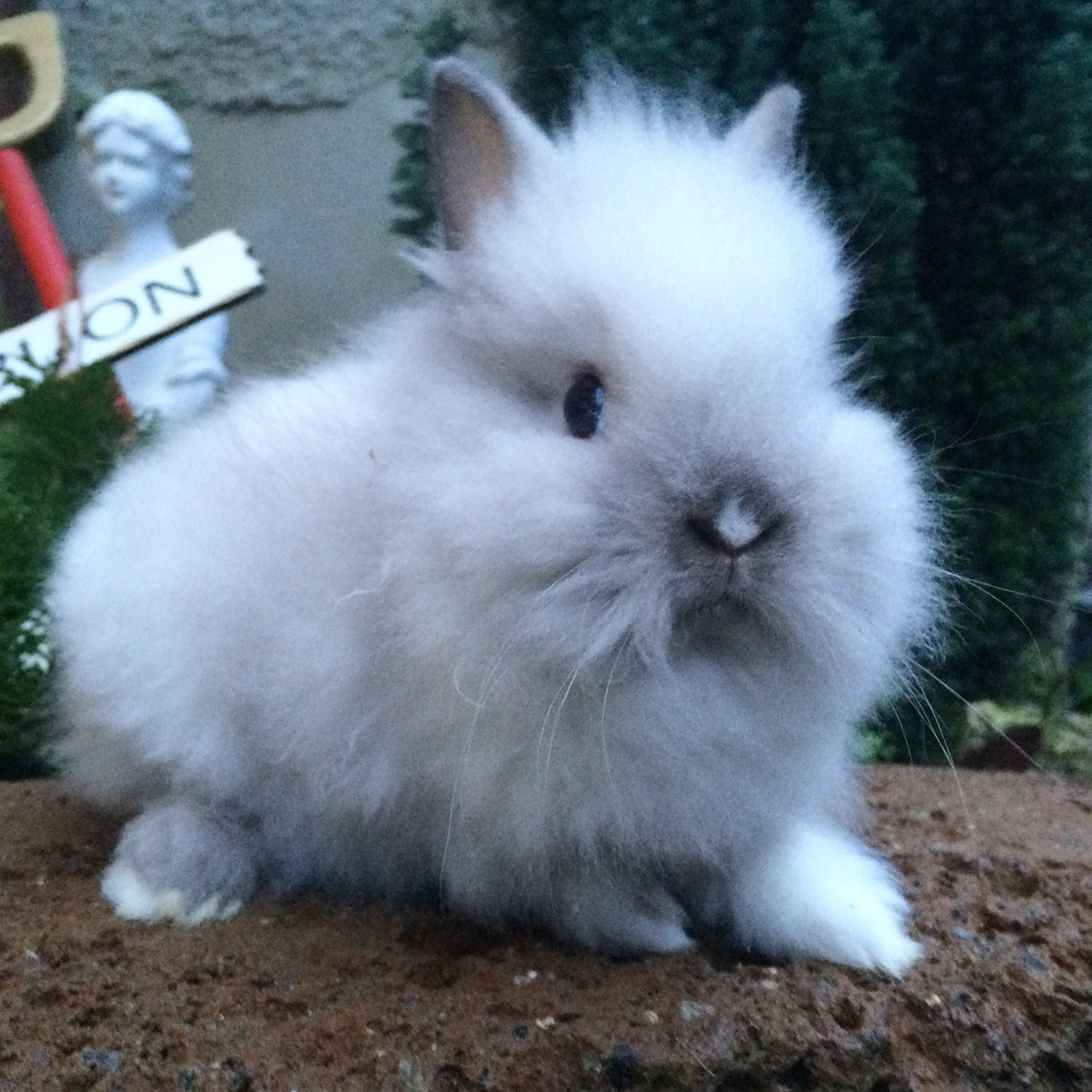 femmina Testa di leone siamese LA